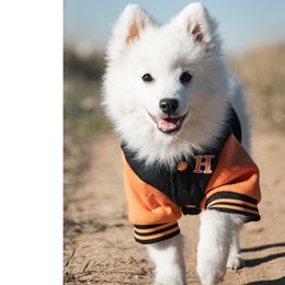 Japanese Spitz Puppies from Colorado Japanese Spitz
