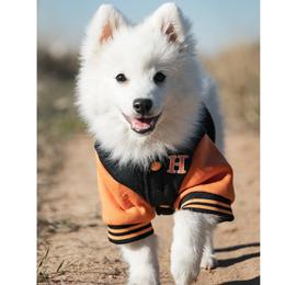 Japanese Spitz Puppies from Colorado Japanese Spitz