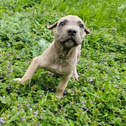 Earl - Gray and fawn male Cane Corso puppy in Roachdale, Indiana from Cast Iron Kennels