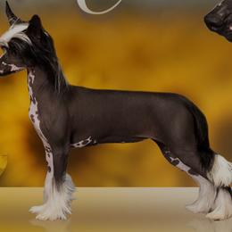 Mimi - Chinese Crested