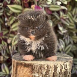 Mini - Blue female Pomeranian puppy in Stockton, California from lunas_poms