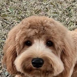 Maja - Australian Labradoodle