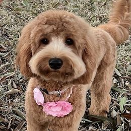 Maja - Australian Labradoodle