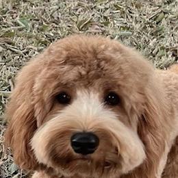 Maja - Australian Labradoodle