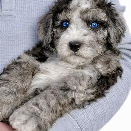 Bernedoodle, Cavalier King Charles Spaniel, and Poodle Puppies from Ellas.Pups (Bernedoodles & Cavapoos)