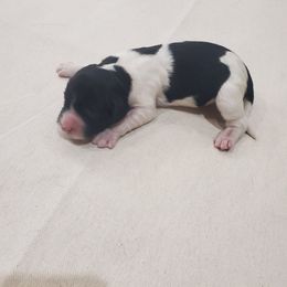 Boy 3 - Black and white English Springer Spaniel puppy in Fruitland, Idaho from Ridgeline Springer Spaniels
