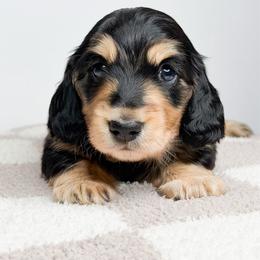 Zephyr - Black and tan male Dachshund puppy in Redding, California from Jean & Mae Doxies