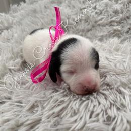 Chenille - Piebald female Dachshund puppy in Jena, Louisiana from Greens Creek Kennel