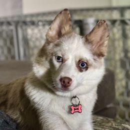 Pomskies from AM Pomskies