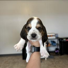 Girl 4 - Black and white female Basset Hound puppy in Las Animas, Colorado from J&D Dachsies