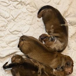 Dachshund Puppies from Witchy Woman’s Wiener’s