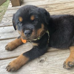 Brown boy - Black and mahogany male Rottweiler puppy in Industry, Illinois from KDKs Kennels