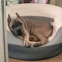 Reserved- Red Collar Female - Gray and fawn female Cane Corso puppy in Aiken, South Carolina from Hazel’s House of Cane Corso