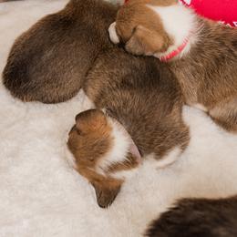 Cardigan Welsh Corgi and Pembroke Welsh Corgi Puppies from Corgi 4 Christ