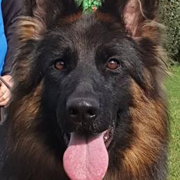 Cessy - German Shepherd