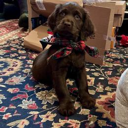 Boykin Spaniel, English Cocker Spaniel, and Labrador Retriever Puppies from PARK’s Family Farm