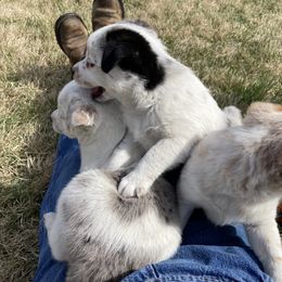 Australian Cattle Dog and Companion Cross Puppies from MX Kennel - Central MO
