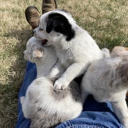 Australian Cattle Dog and Companion Cross Puppies from MX Kennel - Central MO