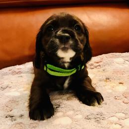 Luka - Brown and white male Cocker Spaniel puppy in Santa Ana, California from American Cocker Spaniel