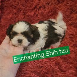 MURPHY, Akc, tri , 1300 - Tricolor male Shih Tzu puppy in Dexter, Kentucky from Enchanting Shih tzu