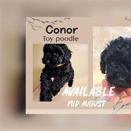 Conor - Black male Poodle puppy in Oceanside, New York from Anastasia Poodles three four seven seven five four two three four five