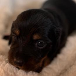 Zoey - Black and tan female Dachshund puppy in Wallingford, Kentucky from Hensley Homestead Dachshunds