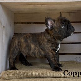 Copper - Brindle and white male French Bulldog puppy in Blaine, Tennessee from Luvafrenchbulldog