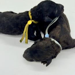 Girl 1 - Brindle female Poodle puppy in Forest City, Florida from Forest City Standard Poodles
