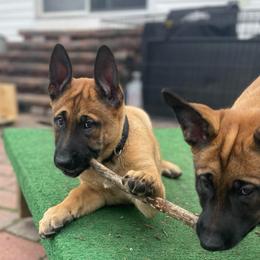 Black collar - Fawn male Belgian Malinois puppy in Egg Harbor Township, New Jersey from Ever Loyal K9 Training