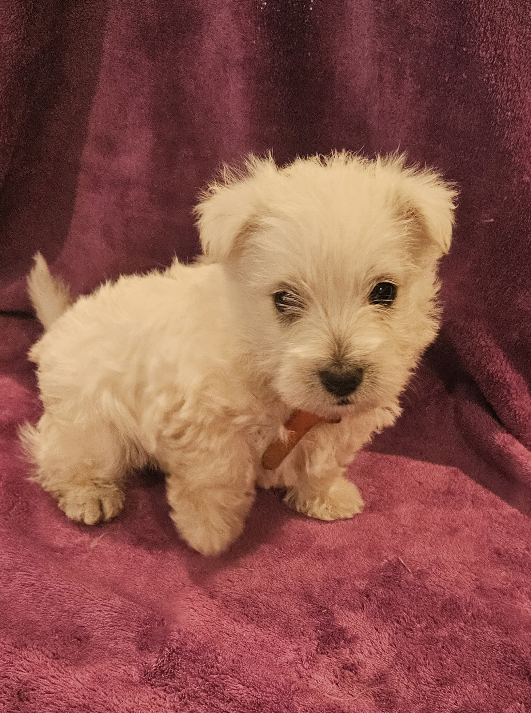 Girl 1 - West Highland White Terrier puppy in Mayo, Florida from Carrot Tails LLC