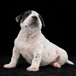 Mia - White female American Bully puppy in Conroe, Texas from Titanium Kilo Kennels Texas