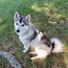 Pomskies from SE Ohio pomsky