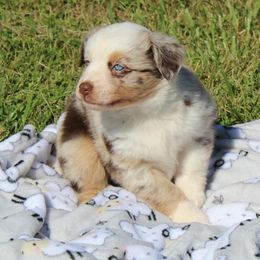 Cheyenne (2 bright blue eyes) - Red merle Australian Shepherd puppy in Roanoke, Virginia from Miniature Angels Farm