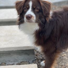 Australian Shepherd and Miniature Australian Shepherd Puppies from Integrity Aussies Tx