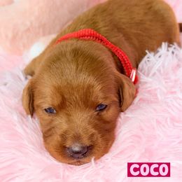 Coco - Red female Labradoodle puppy in Beecher, Illinois from Erica’s Doodles