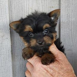 Boy 3 - Blue and gold male Yorkshire Terrier puppy in Jamestown, Tennessee from Green Ridge