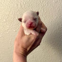 Boy 1 - Cream and white male Shih Tzu puppy in Stroud, Oklahoma from Laik’s Little Shihtz & Poms