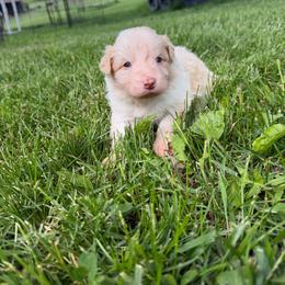 Gus - White and gold male Border Collie puppy in New Franklin, Ohio from Whipple Farms