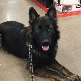 Kaiser - German Shepherd