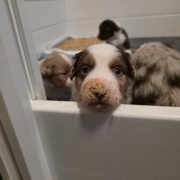 Miniature American Shepherd Puppies from Azure Miniature American Shepherds