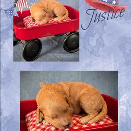 Justice - Apricot male Goldendoodle puppy in Coarsegold, California from Hobbit Hollow Acres