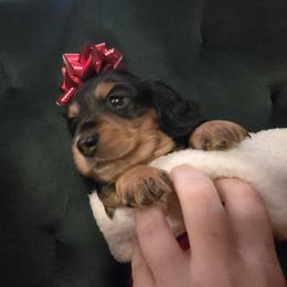 Dachshund Puppies from 4H Farms Dachshunds
