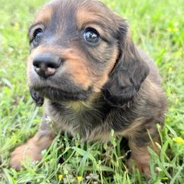 Stud Muffin - Sable male Dachshund puppy in Palestine, Texas from Doxie Den🐾