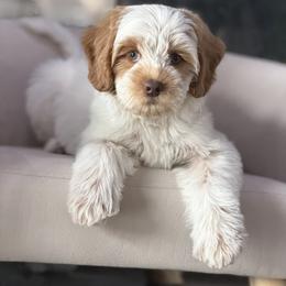 Skyfall - Caramel red female Australian Labradoodle puppy in Clarksville, Tennessee from Fairytale Lane Australian Labradoodles