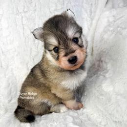 Madison - Silver and white female Pomsky puppy in Sheffield, Iowa from Clover Ridge Pomskies