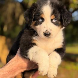 Hana - Black tri-color female Australian Shepherd puppy in Polk City, Florida from Skaky Shepherds