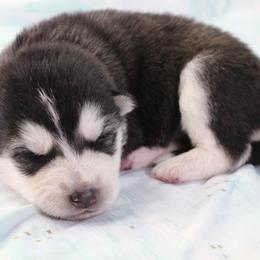Fanta - Pink - Black and white female Alaskan Malamute puppy in Independence, Virginia from New River Valley Malamutes