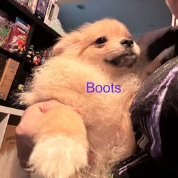“boots” (akc) - Cream sable Pomeranian puppy in Helen, Georgia from DNA Poms