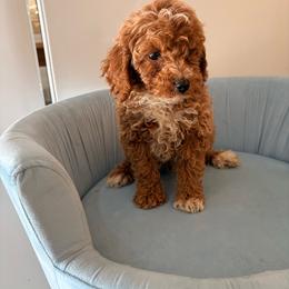 Leo - Brown male Poodle puppy in Plano, Texas from Dogs lovers
