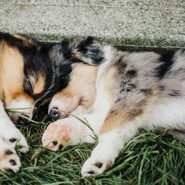 Australian Shepherd Puppies from Elemental Shepherds